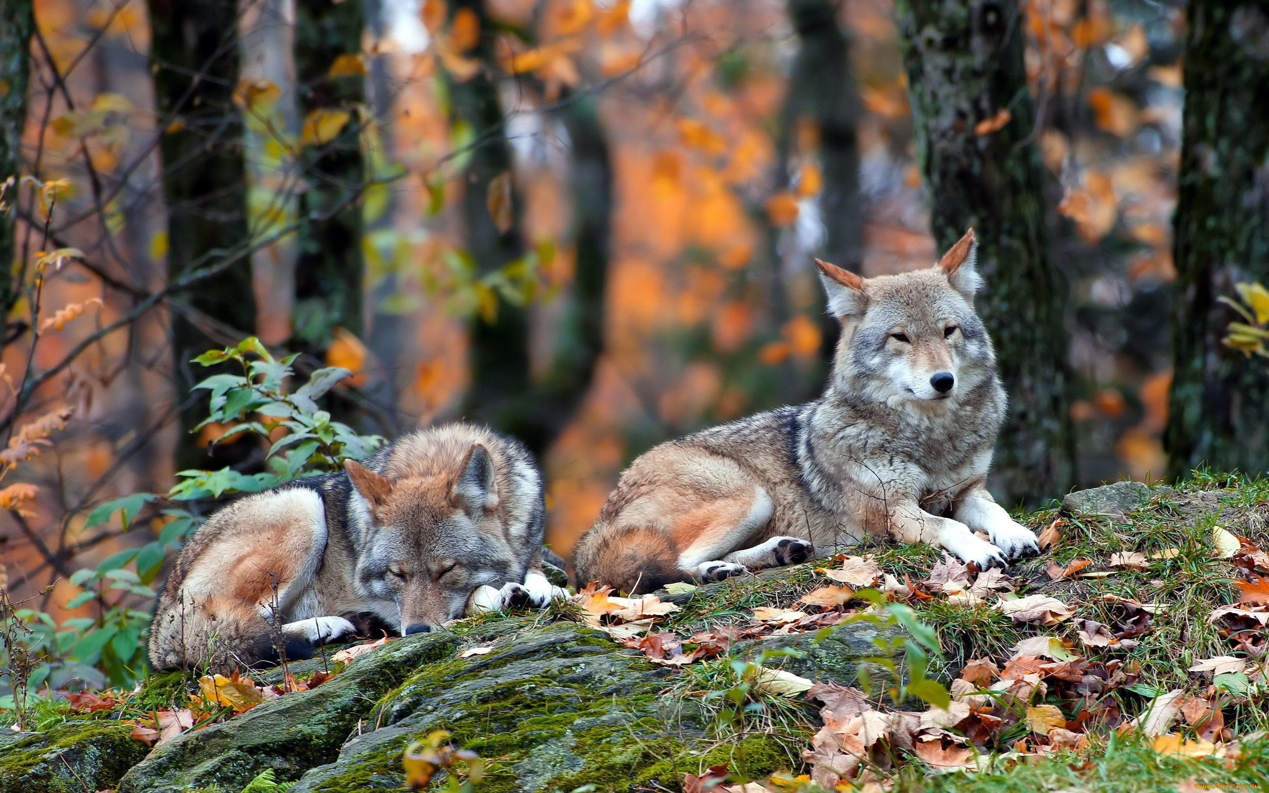 Лисы и волки в природе. Звери в лесу. Дикие звери. Красивая природа с животными. Волк осенью.